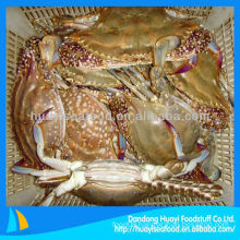 frozen crab blue swimming crab pacific crab for sale